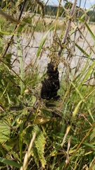 Aglais urticae