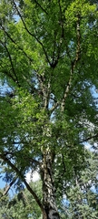 Betula pendula
