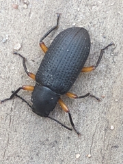 Haplandrus fulvipes