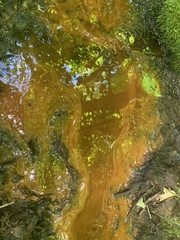 Gallionellaceae