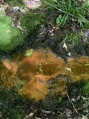 Gallionellaceae