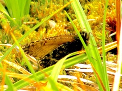 Oeneis melissa semidea