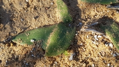 Lachenalia comptonii