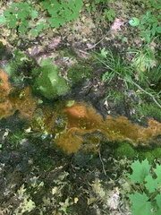 Gallionellaceae