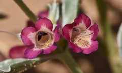Penstemon albomarginatus