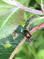 Phratora vulgatissima