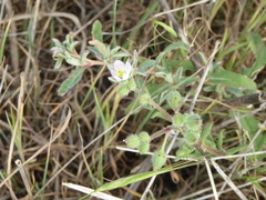 Spergularia macrotheca