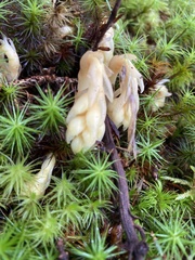 Monotropa hypopitys hypopitys