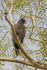 Nisaetus cirrhatus limnaeetus