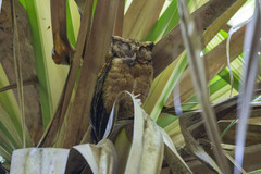 Otus lempiji