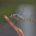 溪神蜻蜓 - Photo 由 budak 所上傳的 (c) budak，保留部份權利CC BY-NC