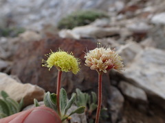 Eriogonum rosense