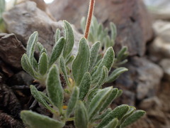 Eriogonum rosense