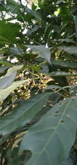 Tarenna pavettoides