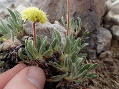 Eriogonum rosense