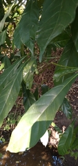 Tarenna pavettoides