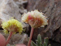 Eriogonum rosense