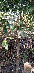 Tarenna pavettoides