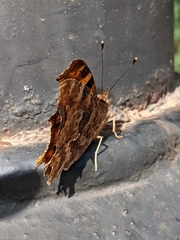 Polygonia c-album