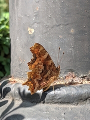Polygonia c-album