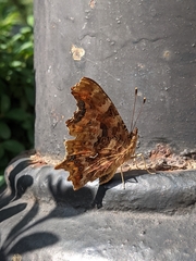 Polygonia c-album