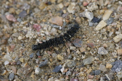 Aglais urticae