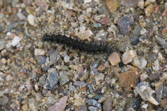Aglais urticae
