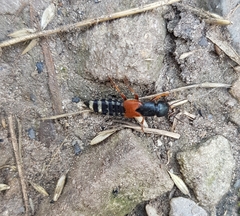 Platydracus stercorarius