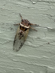 Diceroprocta marevagans