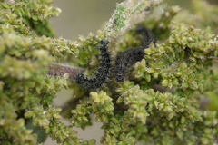 Aglais urticae