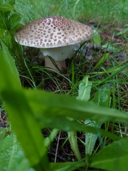 Amanita rubescens