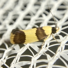 Telecrates laetiorella