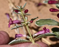 Penstemon albomarginatus