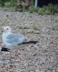 Larus argentatus