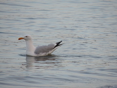 Larus argentatus
