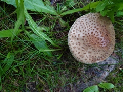 Amanita rubescens