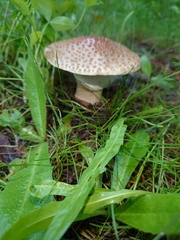 Amanita rubescens