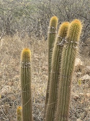 Haageocereus versicolor