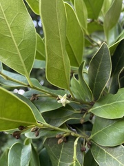 Ottoschulzia rhodoxylon