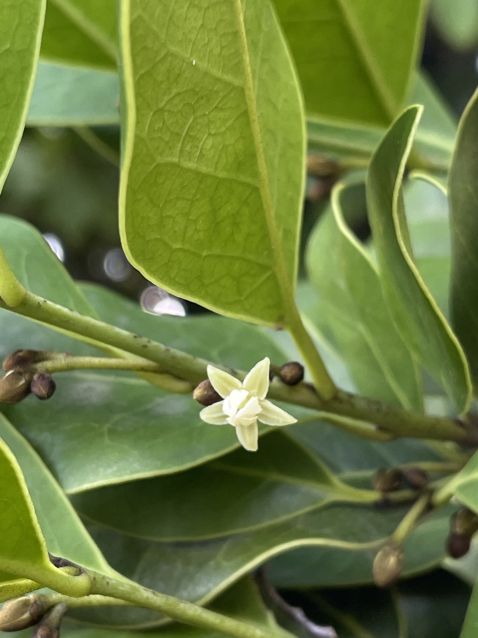 Ottoschulzia rhodoxylon