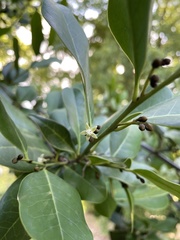 Ottoschulzia rhodoxylon