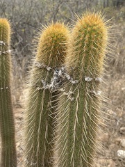 Haageocereus versicolor