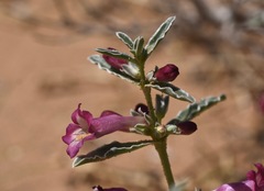 Penstemon albomarginatus