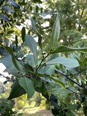 Ottoschulzia rhodoxylon