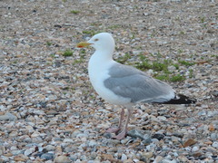 Larus argentatus