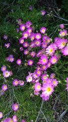 Sabatia kennedyana