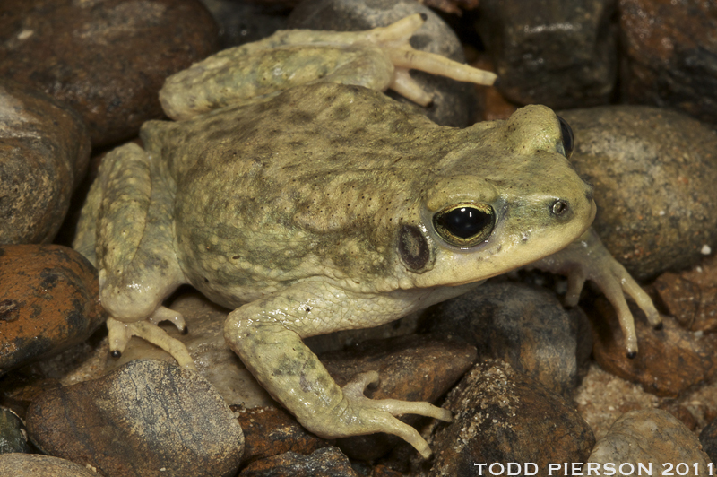 Firouzophrynus dhufarensis