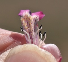 Penstemon albomarginatus
