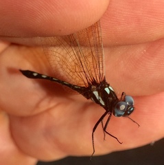 Macrothemis imitans