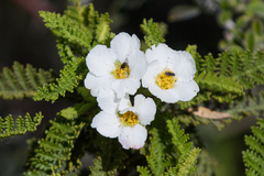 Chamaebatia australis